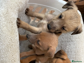 Mixed Breed dogs Beddlington/whippet/greyhound - Advert 3