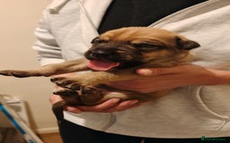 Mixed Breed dogs for sale: German Staffy Litter Available 12/10/25 - Image 8