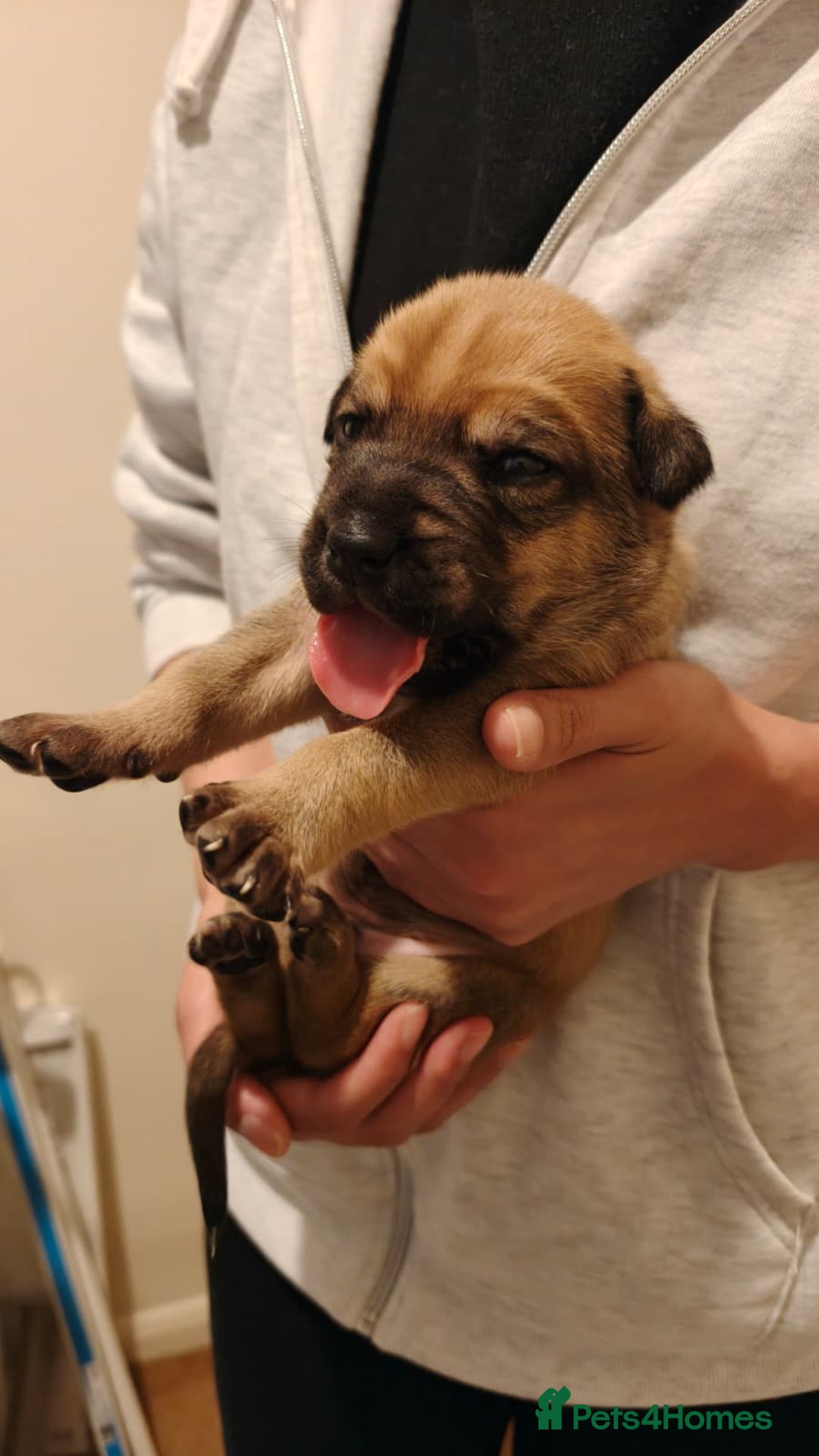Mixed Breed dogs for sale: German Staffy Litter Available 12/10/25 - Image 8