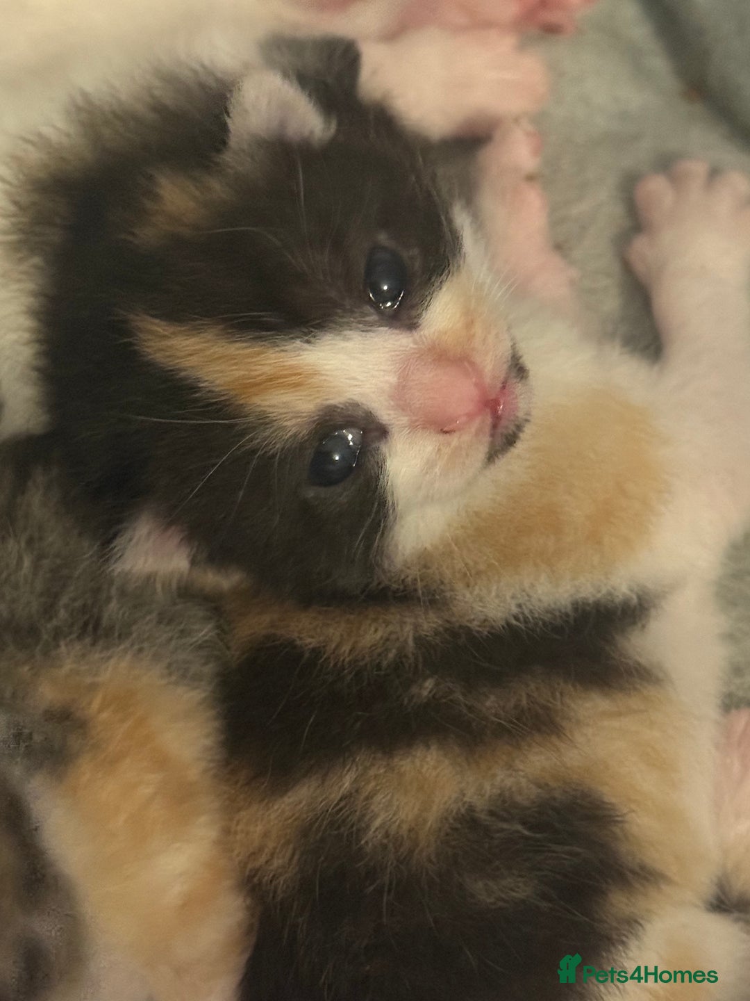 Mixed Breed cats for sale: 5 female kittens for sale  - Image 10