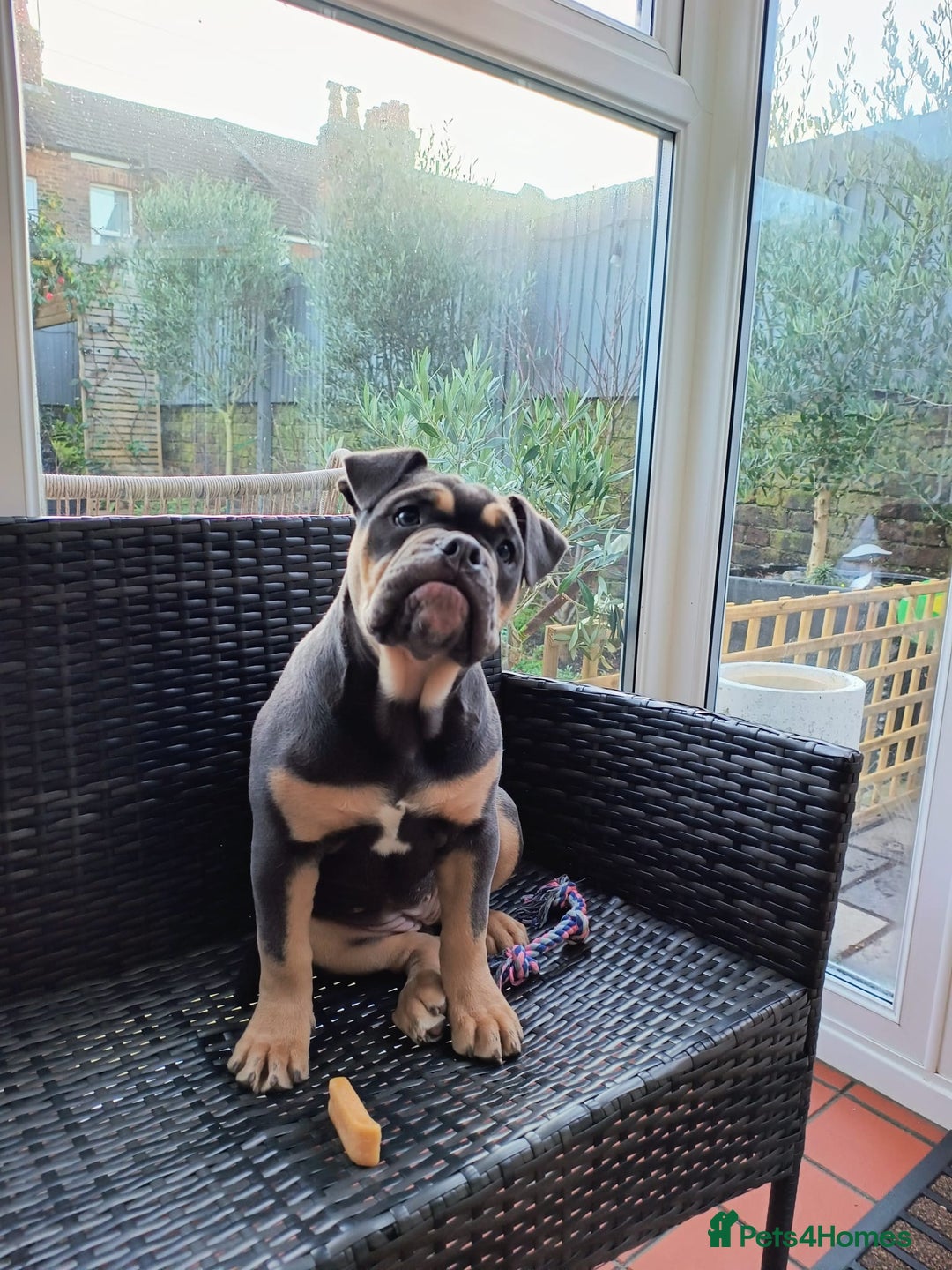 Olde English Bulldogge dogs for sale: Last female olde enlgish bulldogge  - Advert 5