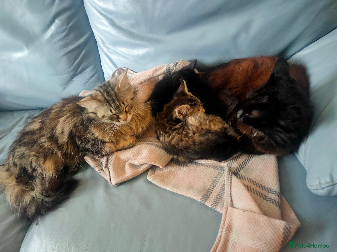 Maine Coon cats for sale: Beautiful maneicoon x siberian Kittens - Image 5