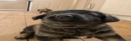 Mixed Breed dogs for sale: 5kg at 5 weeks BIG CAUCASIAN MALINOIS  - Advert 4