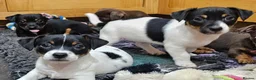 Jack Russell dogs for sale: Jack Russell Terrier pups for sale - Advert 20