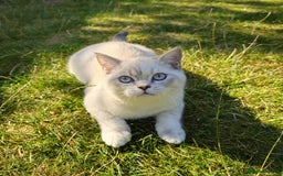 British Shorthair cats for sale: BSH female,GCCF registered - Image 4
