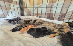 Mixed Breed cats for sale: Super friendly, fluffy kittens! 😻 - Image 6