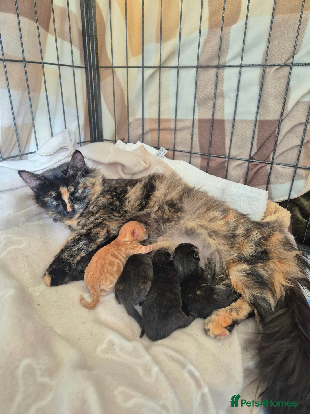Mixed Breed cats for sale: Super friendly, fluffy kittens! 😻 - Image 6