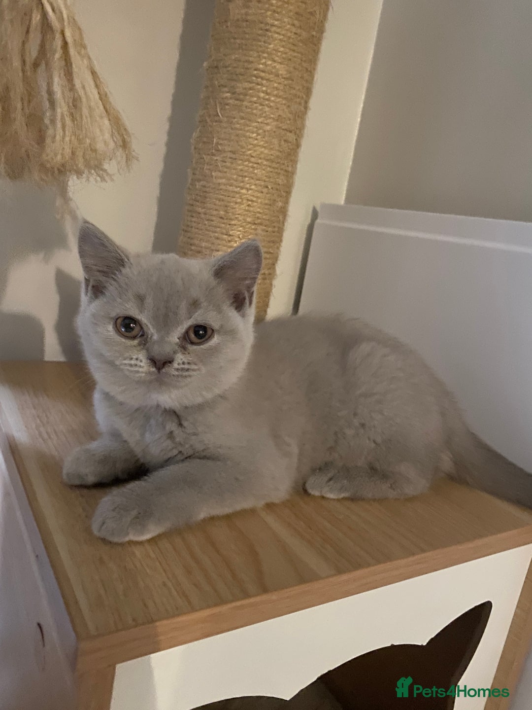 British Shorthair cats for sale: 🐾 TOP QUALLITY LILAC BSH reg GCCF purebred 🐾 - Image 24