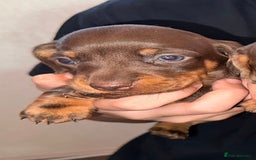 Dachshund dogs for sale: Beautiful Dachshund Puppies  - Image 10