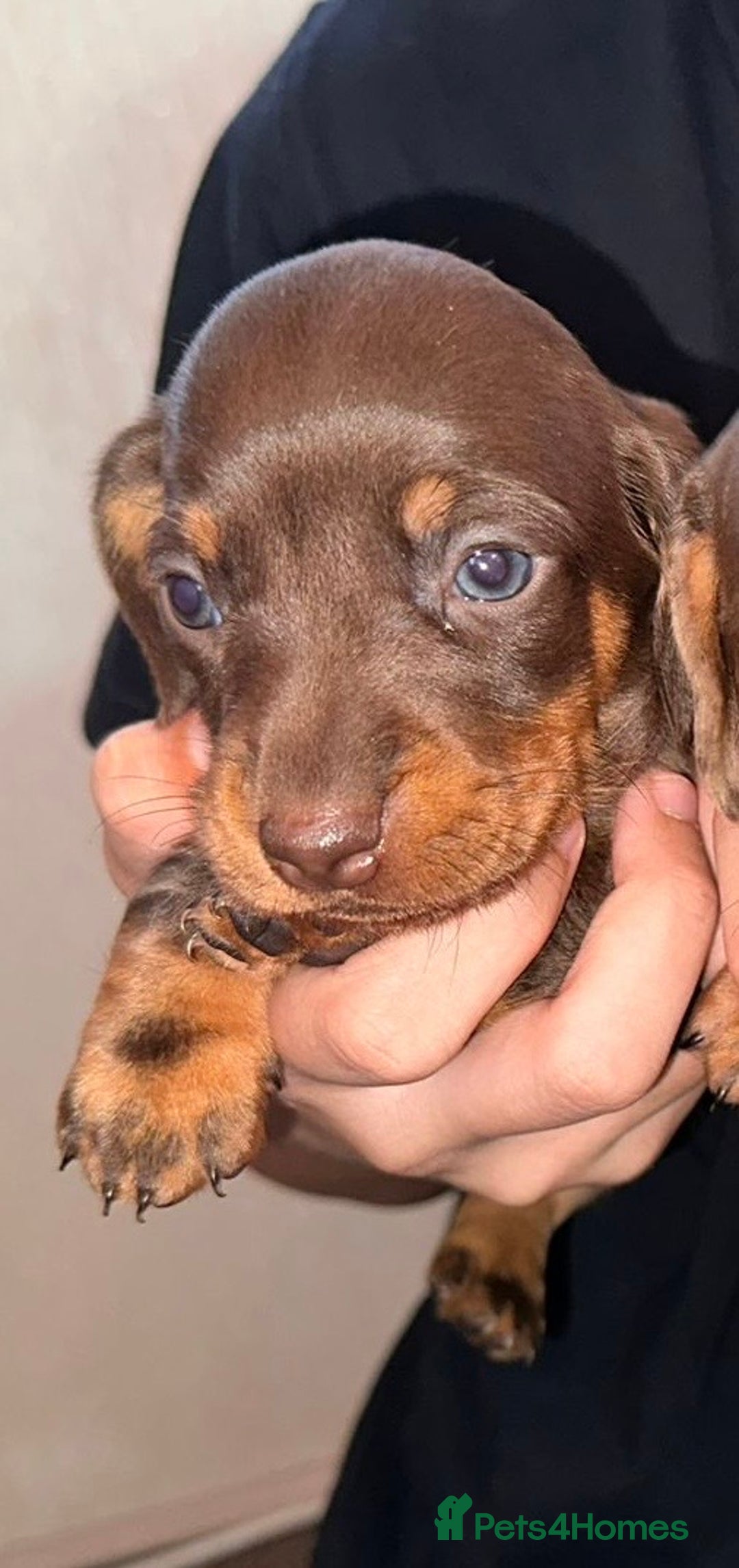 Dachshund dogs for sale: Beautiful Dachshund Puppies  - Image 10
