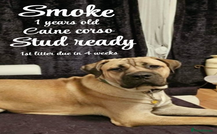 Cane Corso dogs Cain corso stud - Advert 1