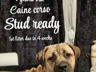 Cane Corso dogs Cain corso stud - Advert 6
