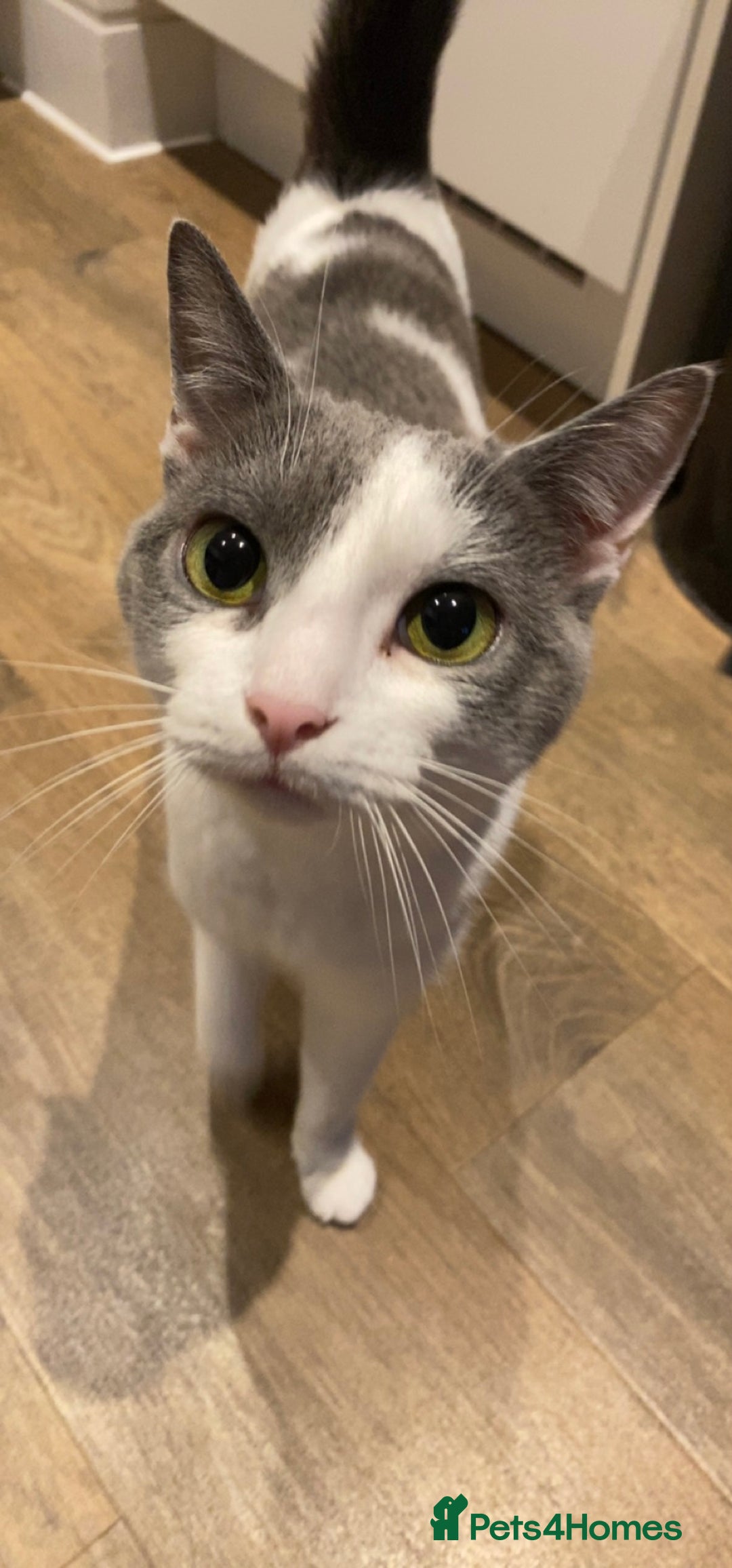 Domestic Shorthair cats for sale: Daisy - Image 1