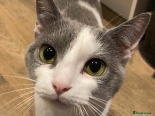 Domestic Shorthair cats for sale - Advert 1