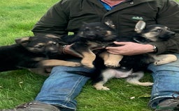 German Shepherd dogs for sale: Beautiful family reared German Shepherd pups - Image 4