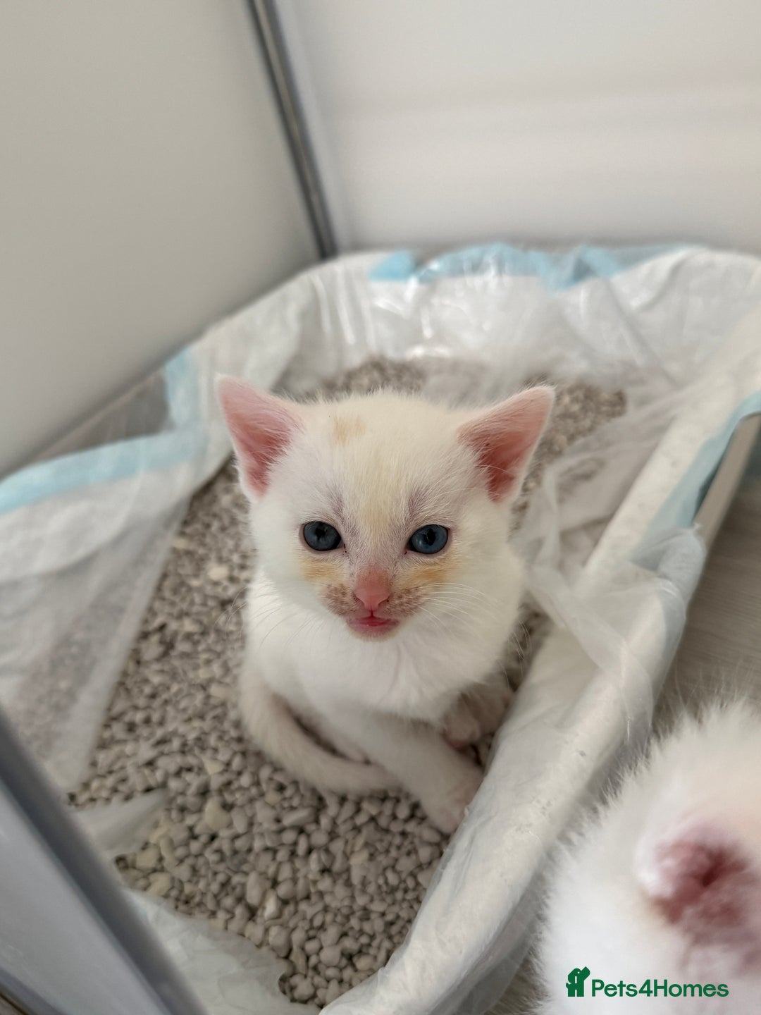 Turkish Angora cats for sale: Cute Turkish Angora x British Shorthair Kittens - Advert 23