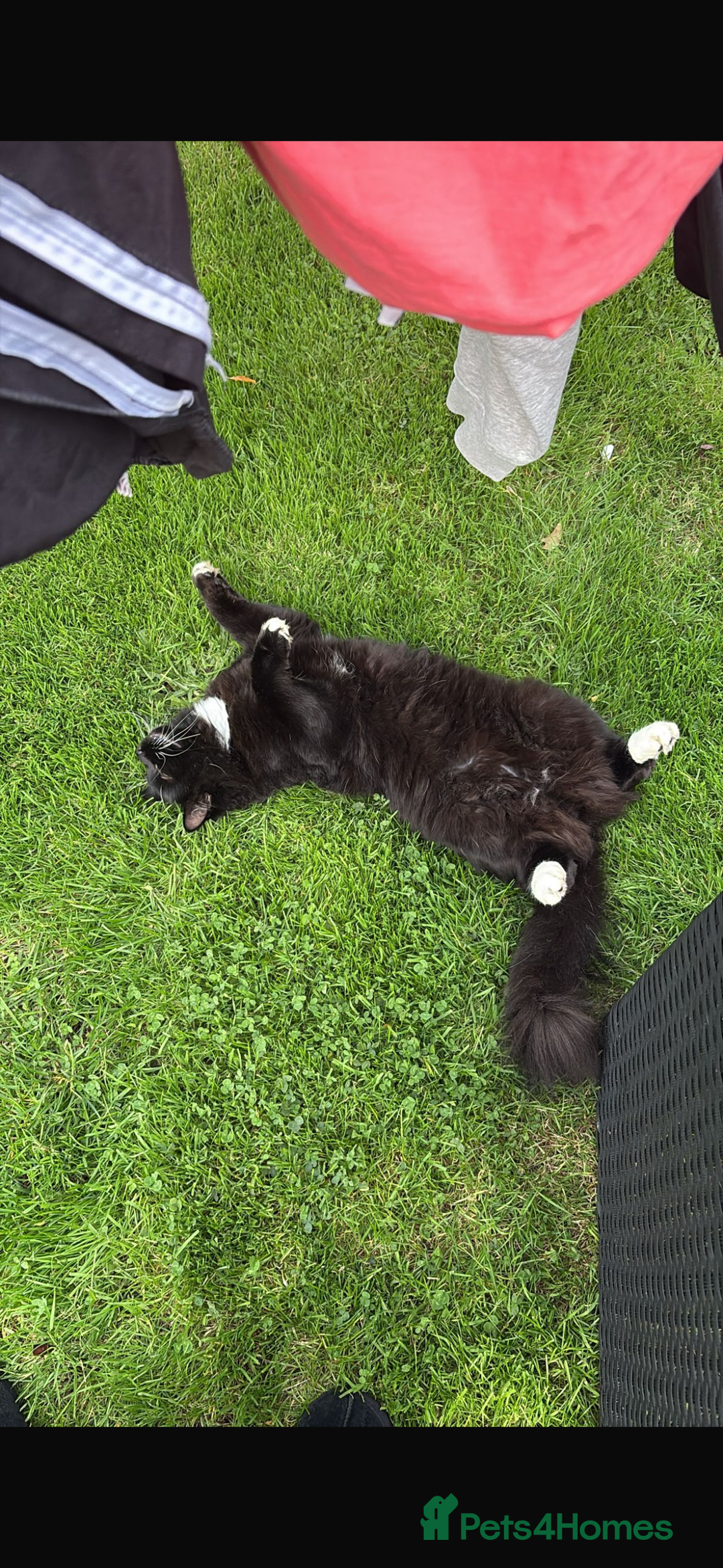 Maine Coon cats for sale: gorgeous maine coon 11 months old  - Advert 12