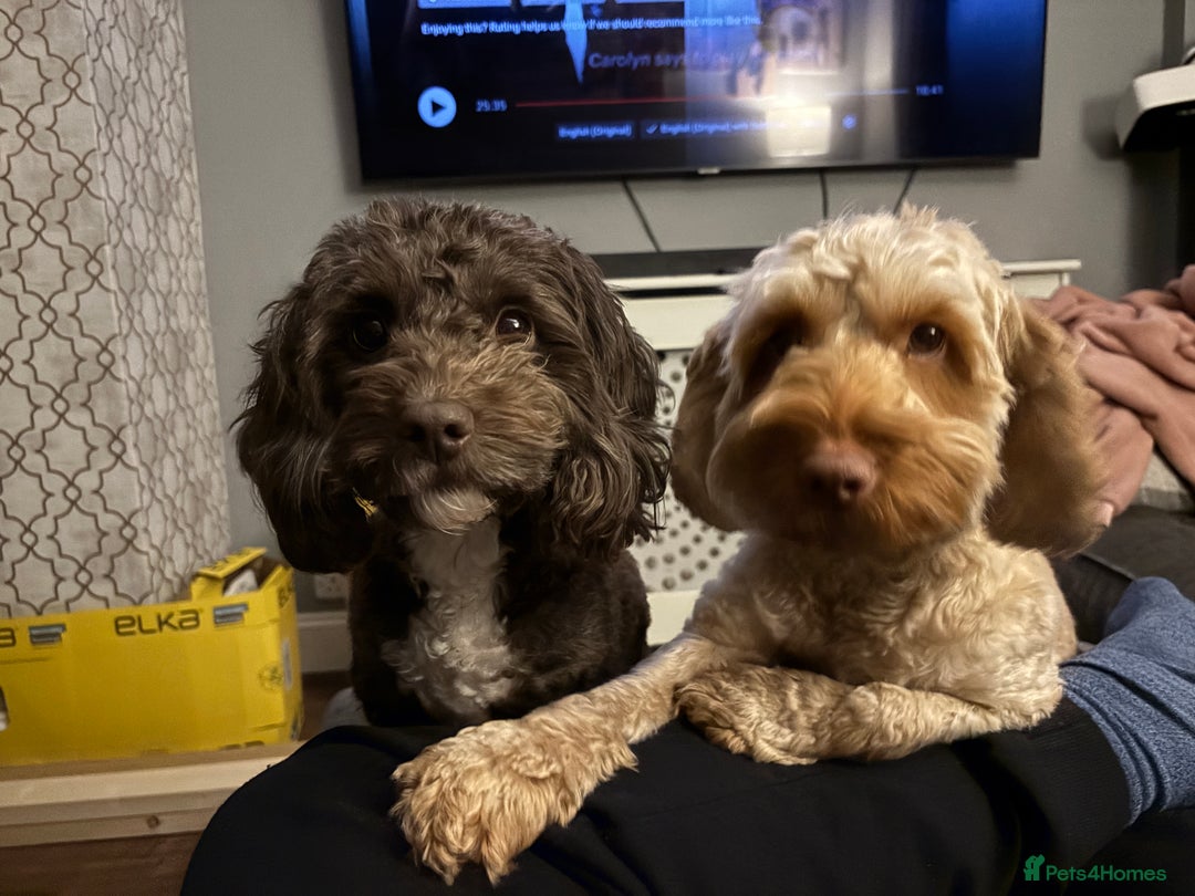 Cockapoo dogs for sale: Two Loving Cockapoo Girls Looking for Forever Home - Advert 1