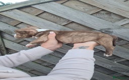 American Bully dogs for sale: Exotic American bully pups blood lines of bitcoin  - Image 13
