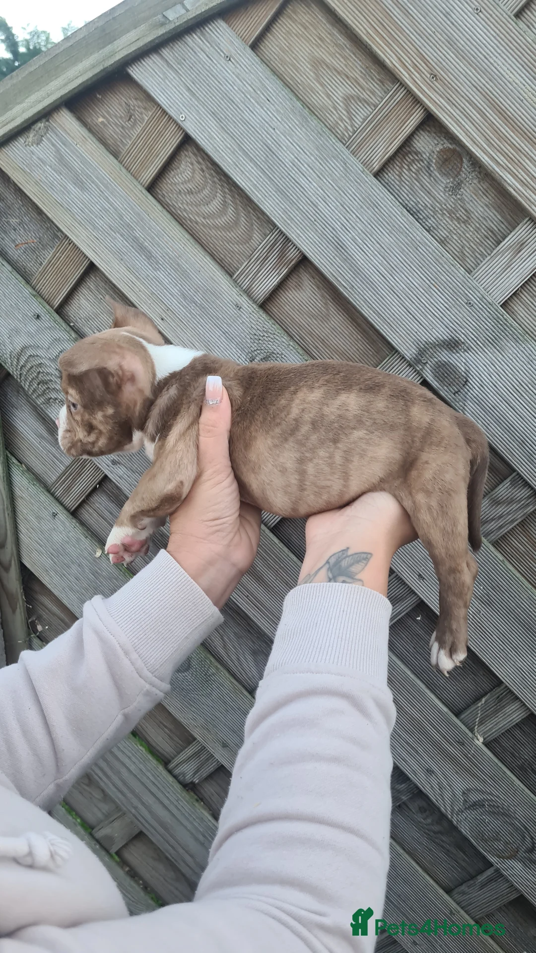 American Bully dogs for sale: Micro exotic American bullys bitcoin bloodlines - Advert 13