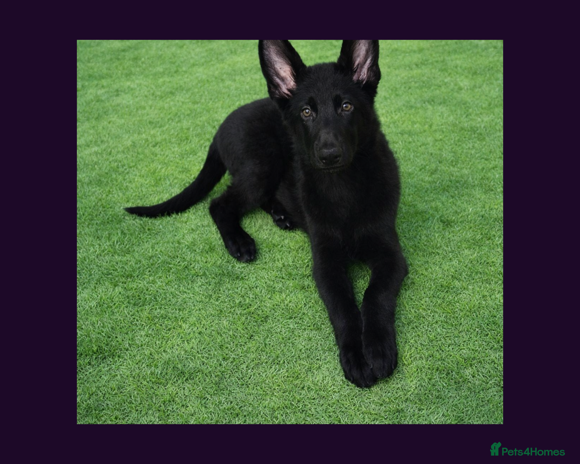 German Shepherd dogs Solid black short coated KC registered Gsp - Advert 6