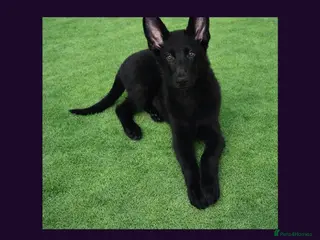 German Shepherd dogs Solid black short coated KC registered Gsp - Advert 6