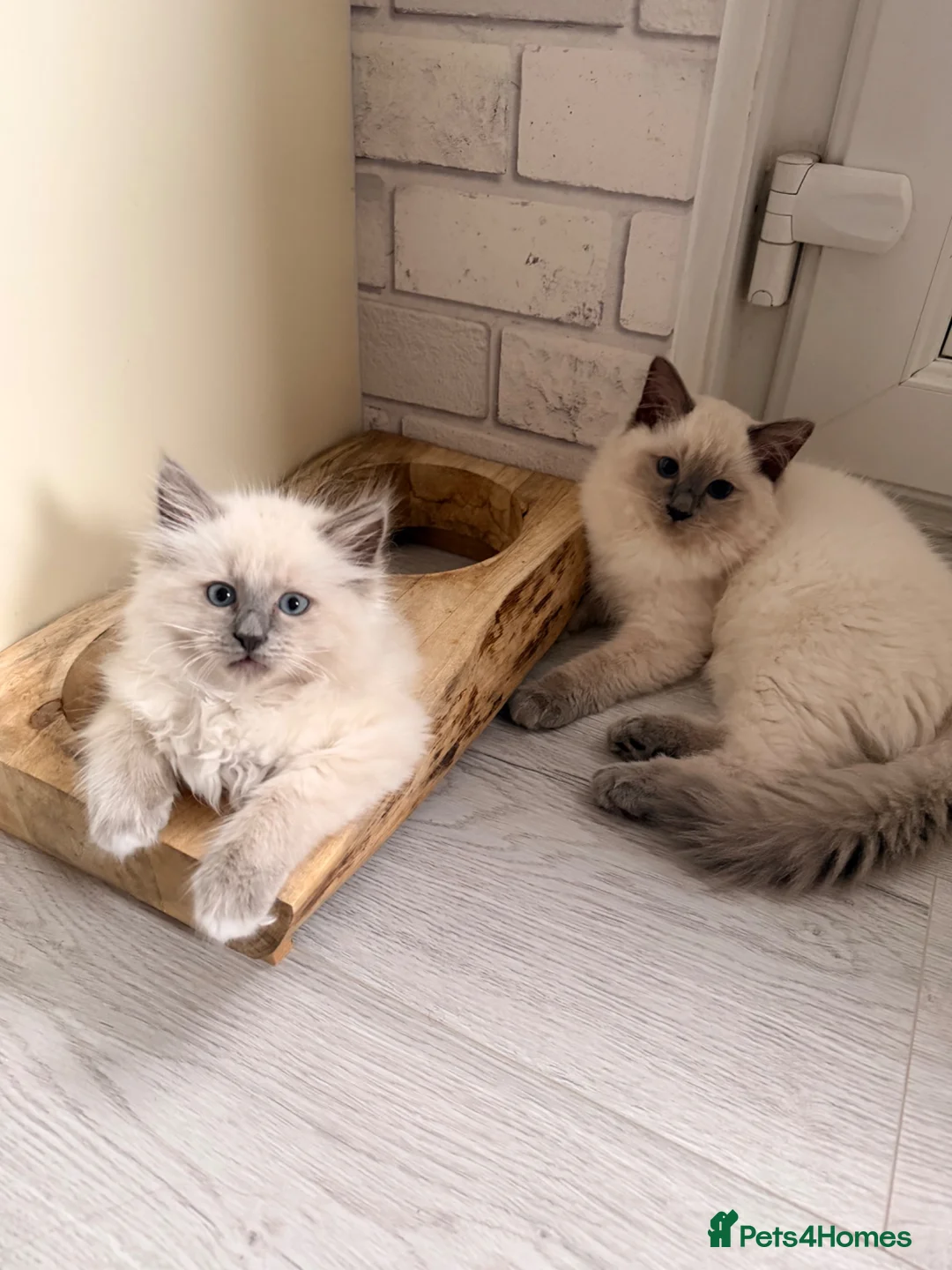 Ragdoll cats for sale: Beautiful 12 week old blue mitted ragdoll  - Advert 4