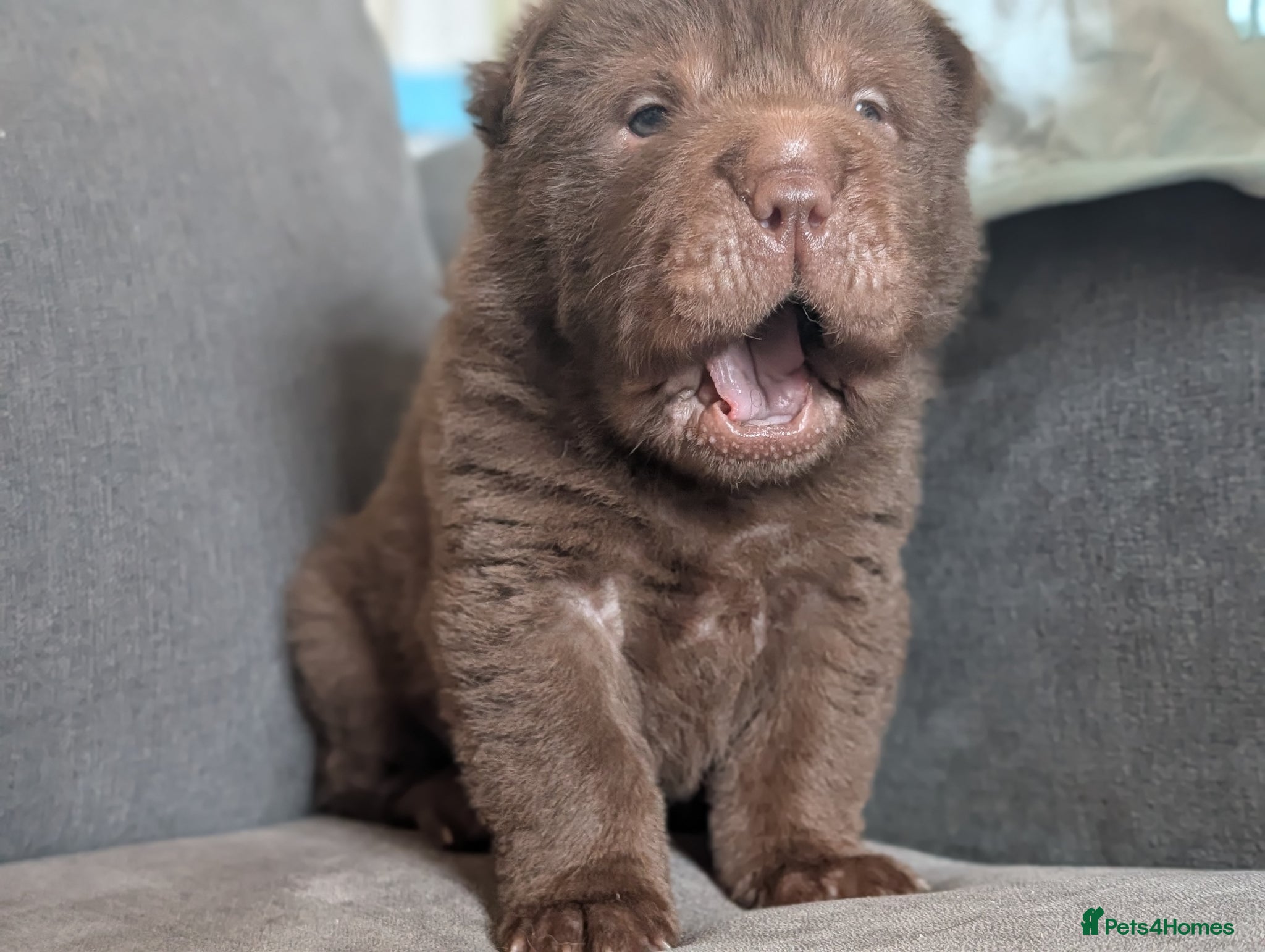 Shar Pei dogs Only 2 chocolate shar pei puppies available  - Advert 1
