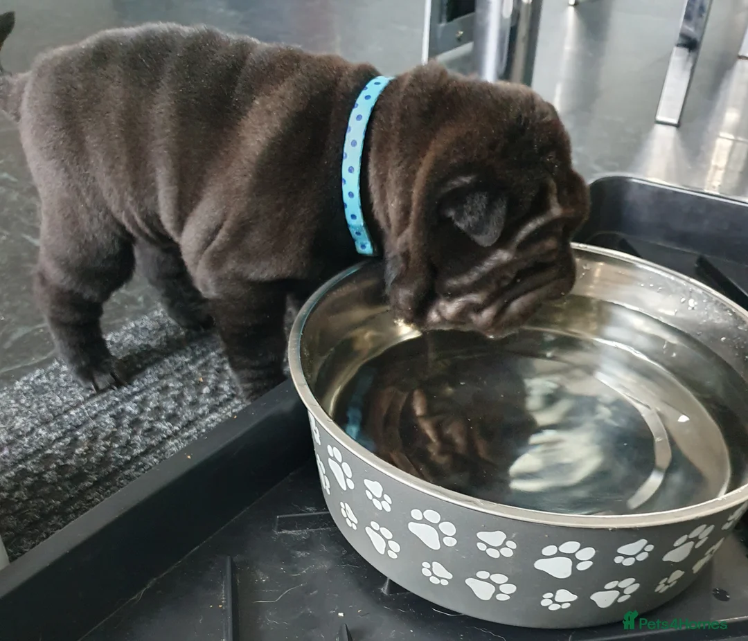Shar Pei dogs for sale: Stunning KC Registered Shar Pei puppies - Advert 16