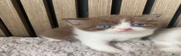 British Shorthair cats for sale: TICA Fawn/Cinnamon Bio colour kittens 💛 in Rotherham - Advert 9
