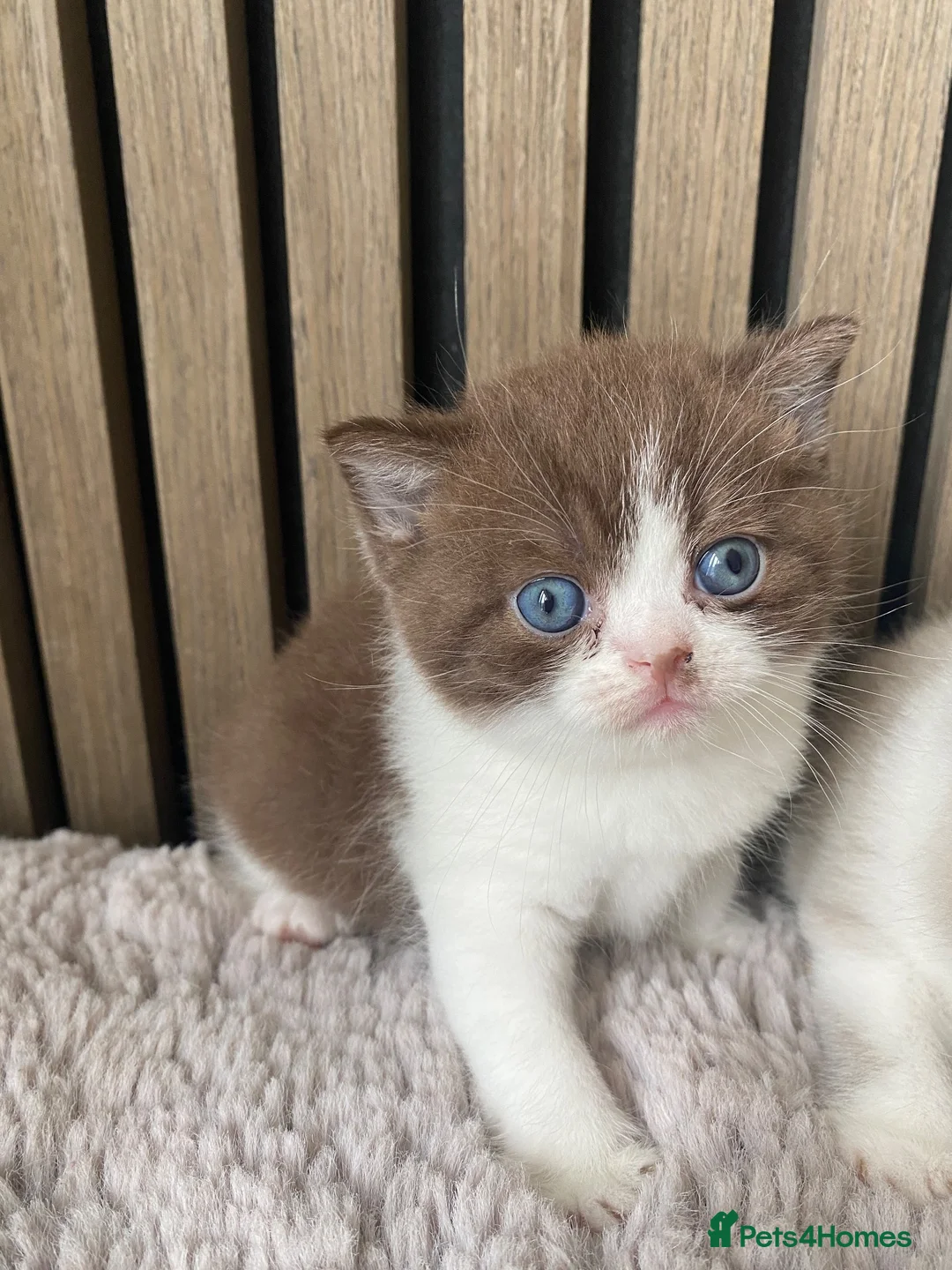 British Shorthair cats for sale: TICA Fawn/Cinnamon Bio colour kittens 💛 in Rotherham - Advert 9