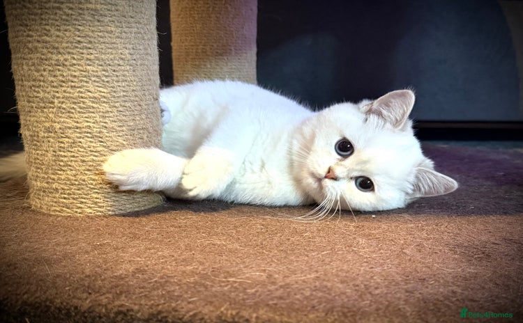 Scottish Fold cats 😻Pure breed Stunning Scottish straight angels 😻 - Advert 4