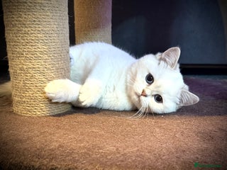 Scottish Fold cats 😻Pure breed Stunning Scottish straight angels 😻 - Advert 4