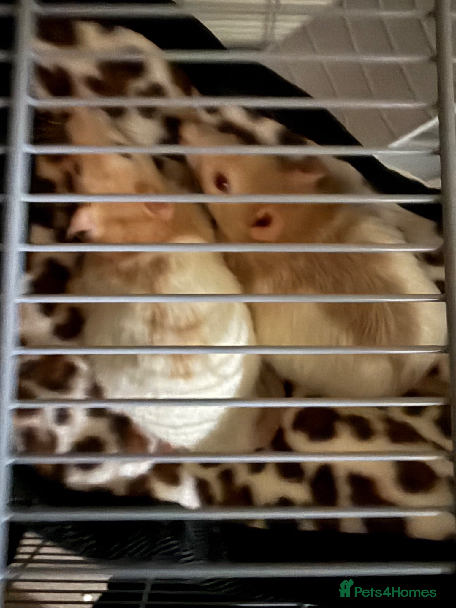 Rat rodents 2X male fancy albino rats - Advert 1
