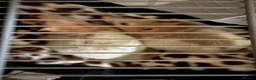 Rat rodents for sale: 2X male fancy albino rats in Plymouth - Advert 1