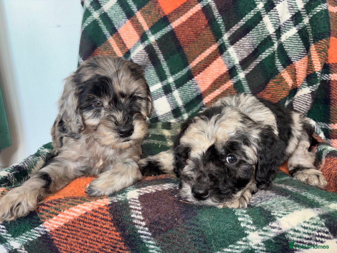Cockapoo dogs for sale: Cockapoo Puppies  - Image 13