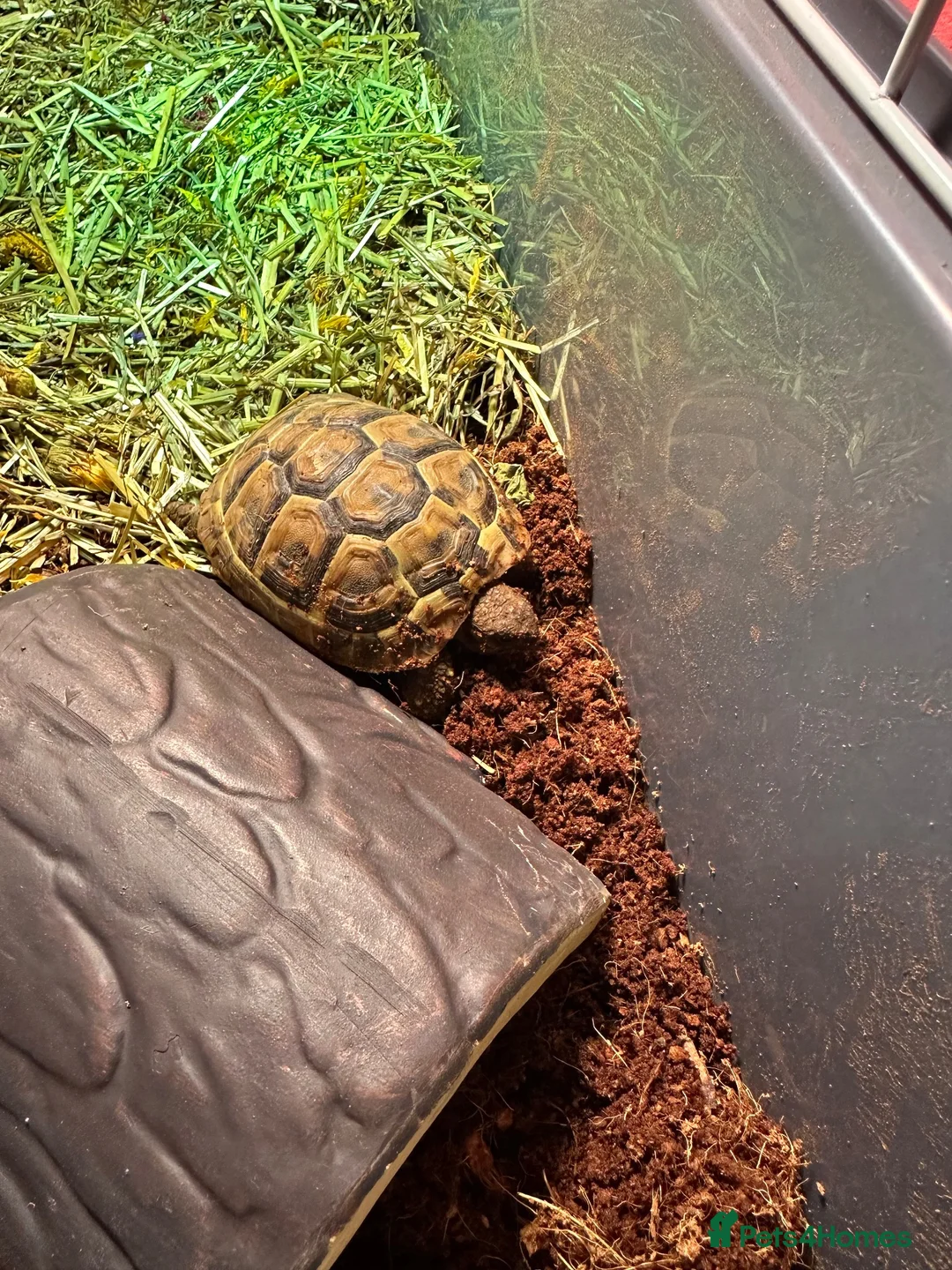 Hermann Tortoise reptiles for sale: Herman’s tortoise 4 years old in Norwich - Advert 2