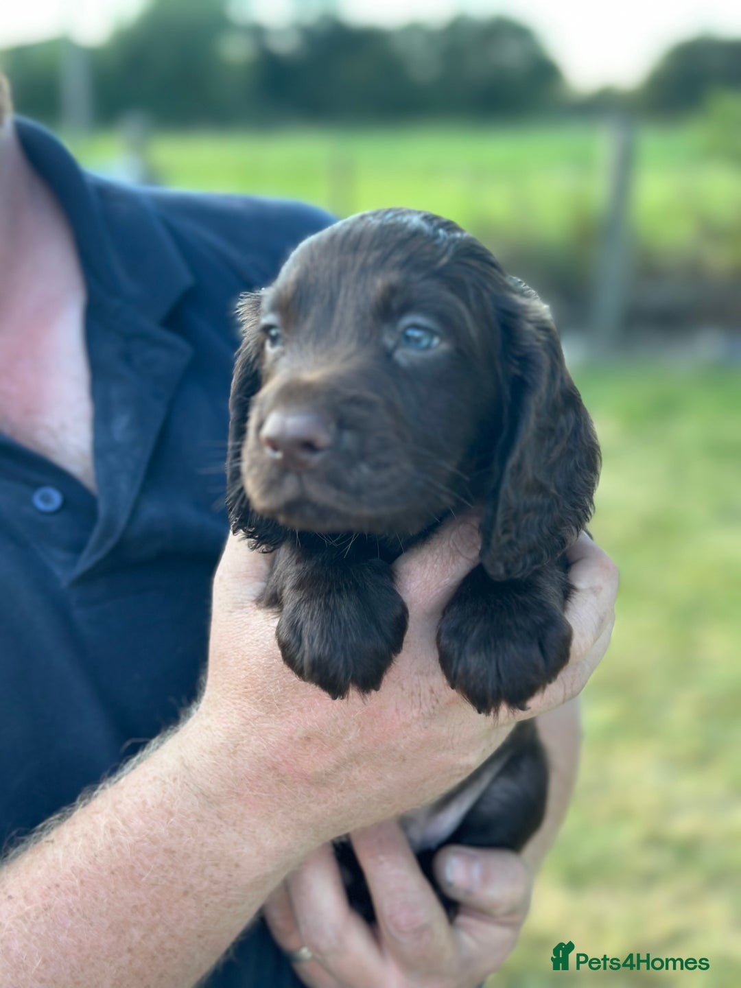 Cocker Spaniel dogs for sale: READY 31st Aug KC Pedigree Working Cocker Puppies - Image 12