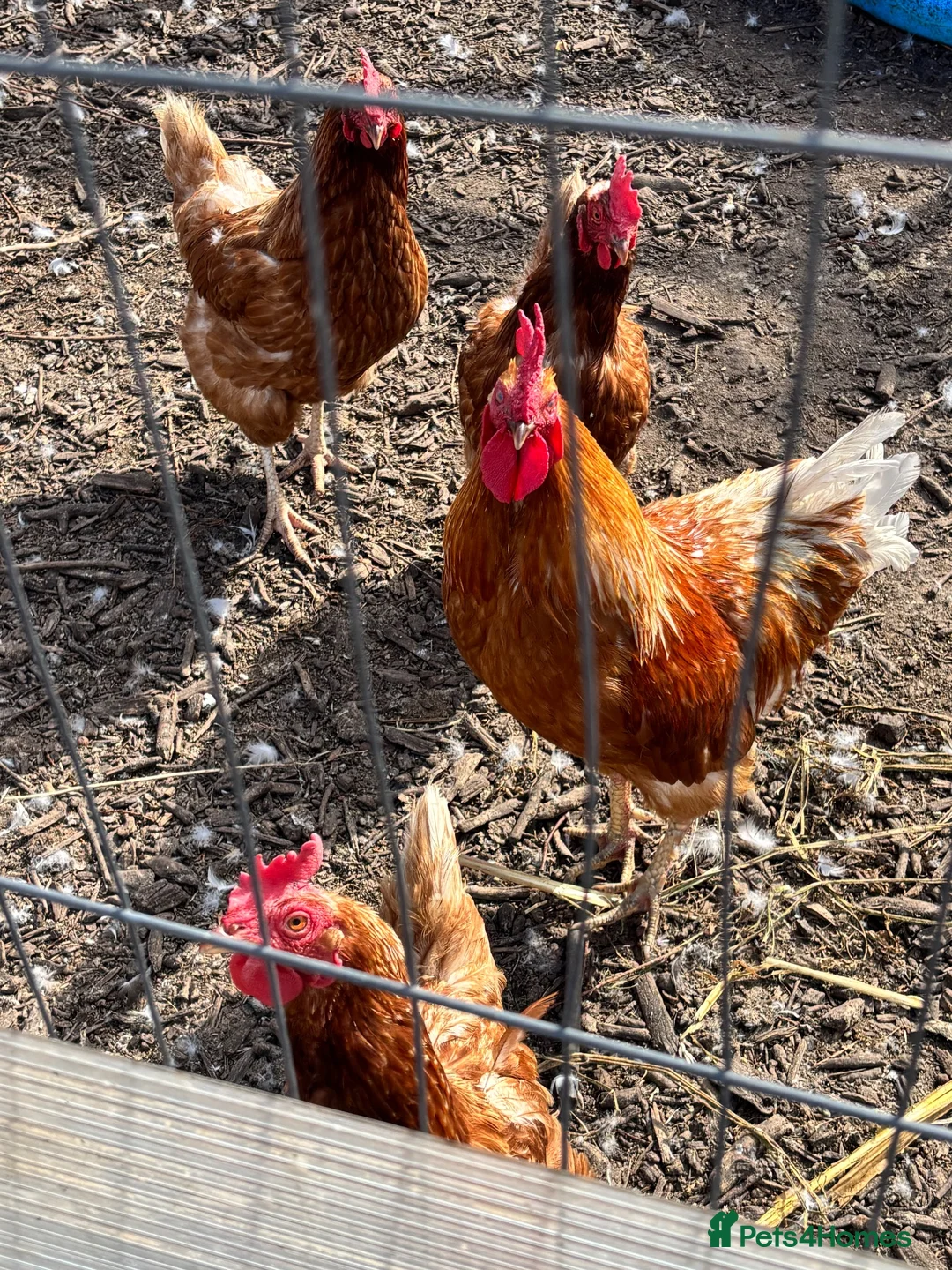Chickens poultry for sale: Mixed breed chickens  in Mansfield - Advert 5