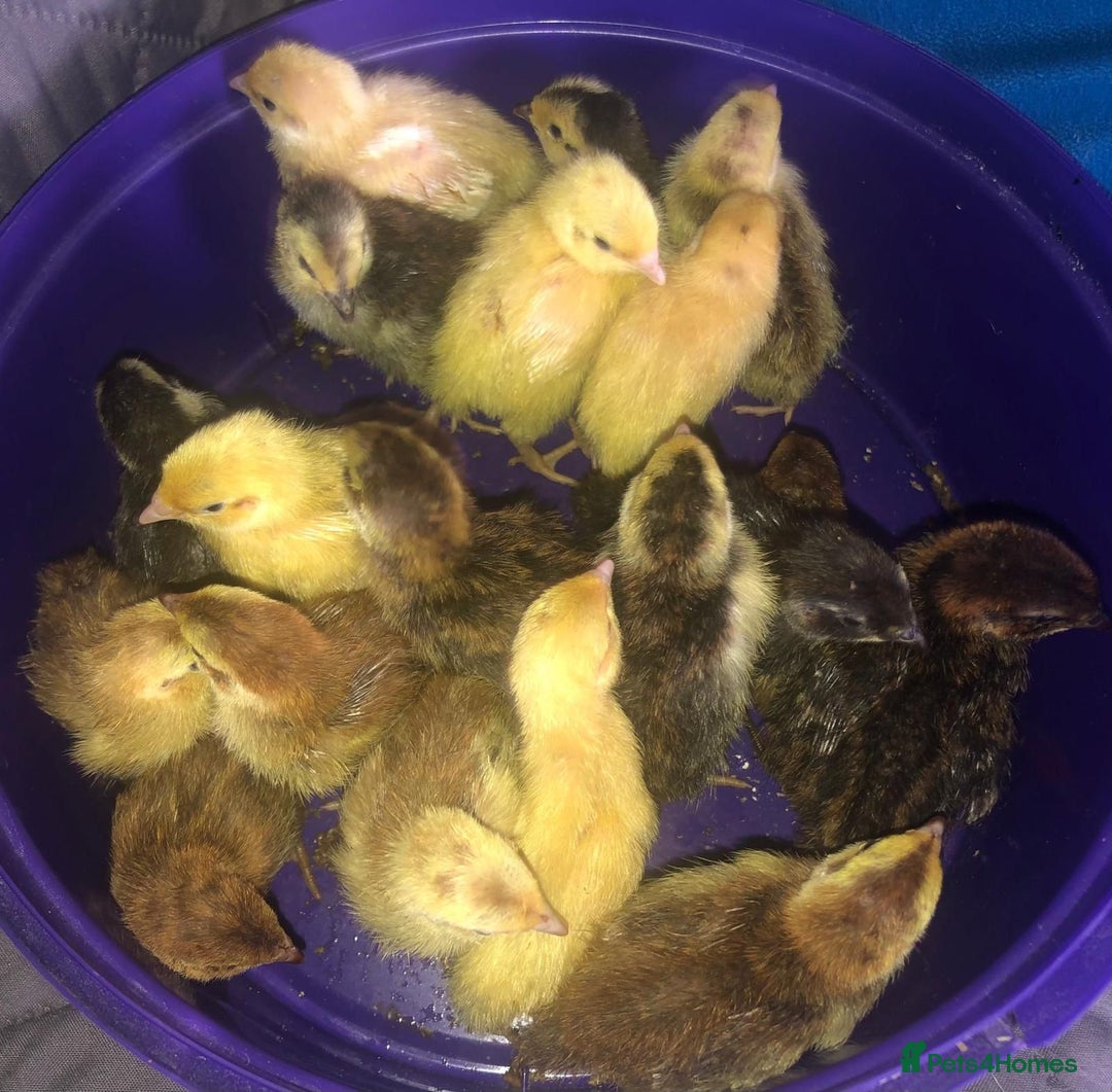 Quail poultry for sale: QUAIL HATCHING EGGS/1ST SEPTEMBER ! - Image 19