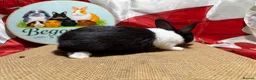 Dutch rabbits for sale: Gorgeous Dutch Rabbits  - Advert 4