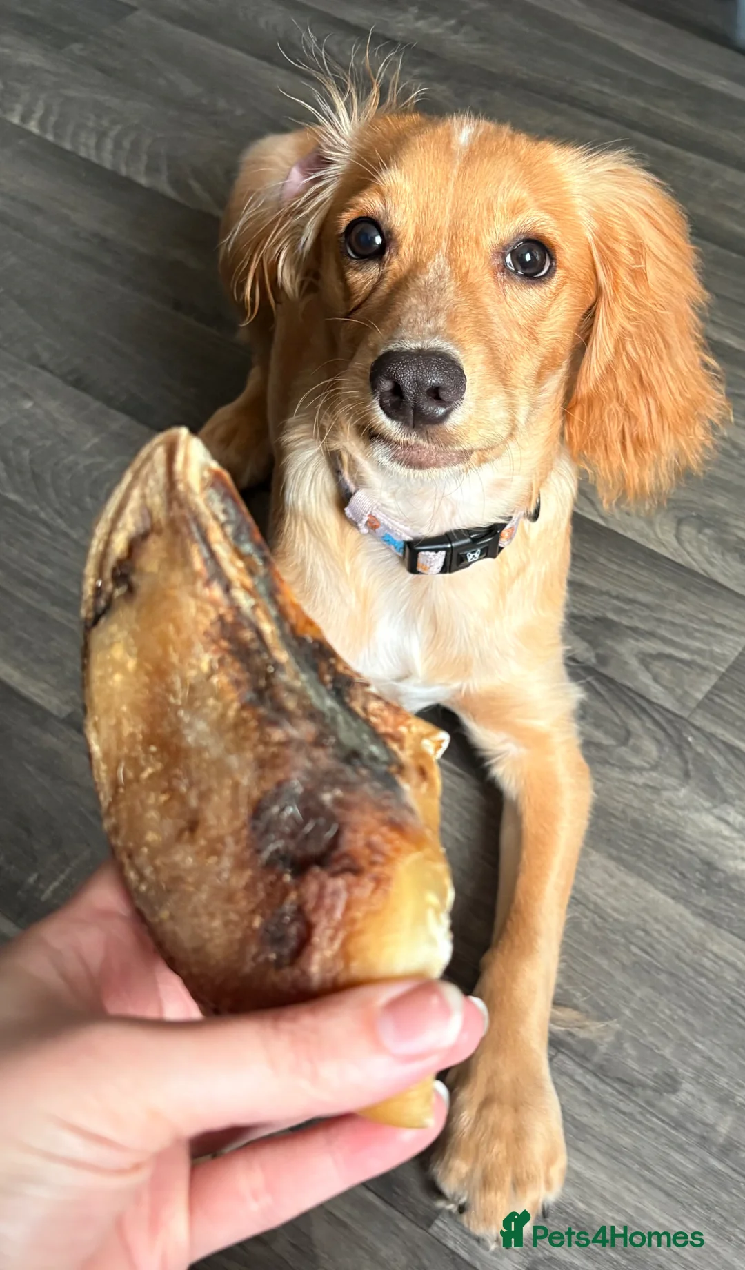 Cocker Spaniel dogs for sale: Hugo’s Forever home  - Advert 2