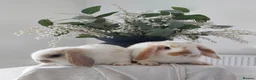 Mini Lop rabbits for sale: Baby Mini Lop Rabbits - Advert 2
