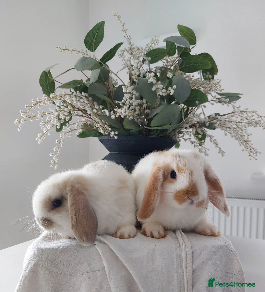 Mini Lop rabbits for sale: Baby Mini Lop Rabbits - Advert 2