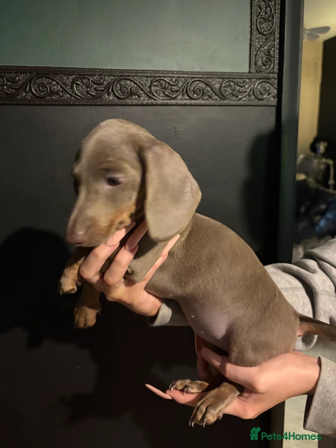 Miniature Dachshund dogs for sale: Beautiful miniature dachshound  - Advert 2