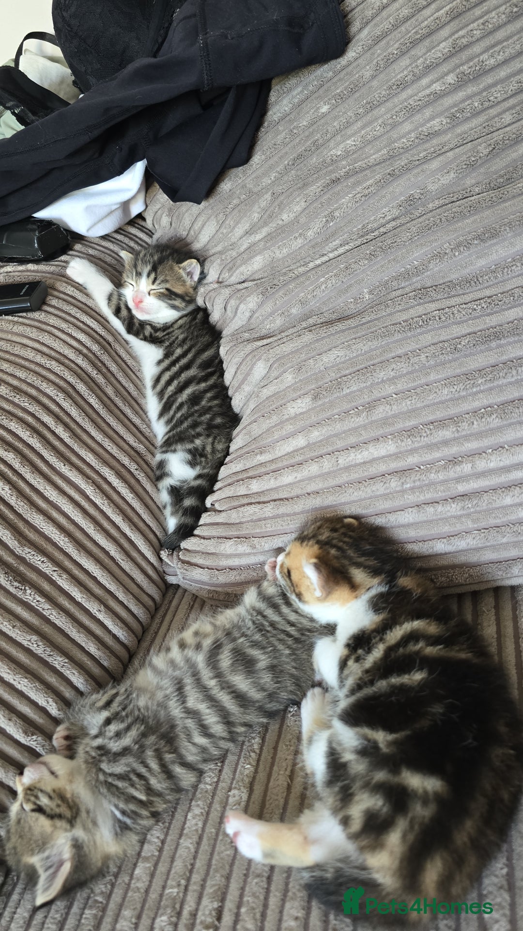 Mixed Breed cats for sale: Kittens  - Image 3