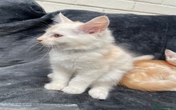 Maine Coon cats for sale: Maine Coon Cross Kittens 3 Girls , 2 Boys - Image 7