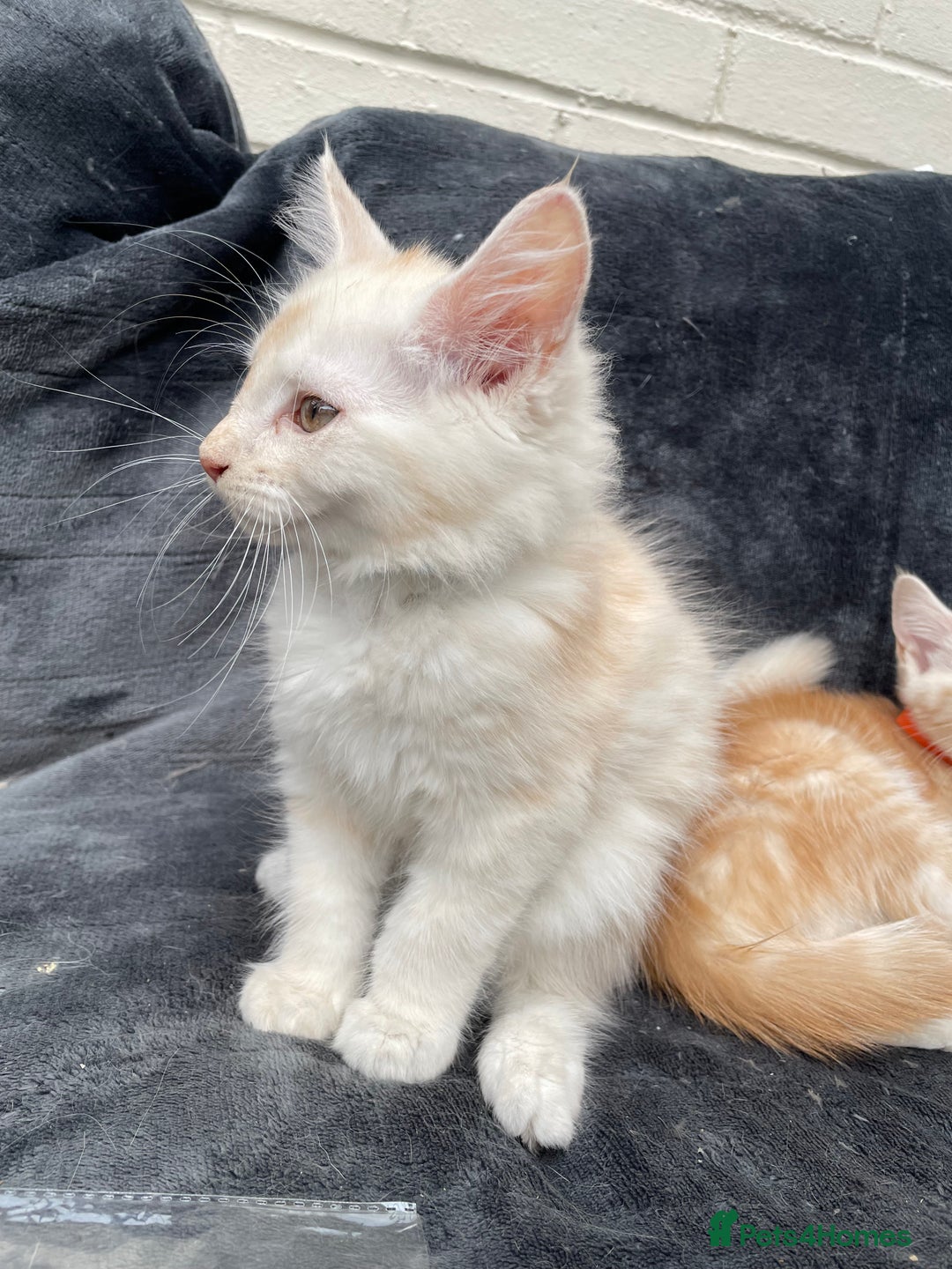 Maine Coon cats for sale: Maine Coon Cross Kittens 3 Girls , 2 Boys - Image 7