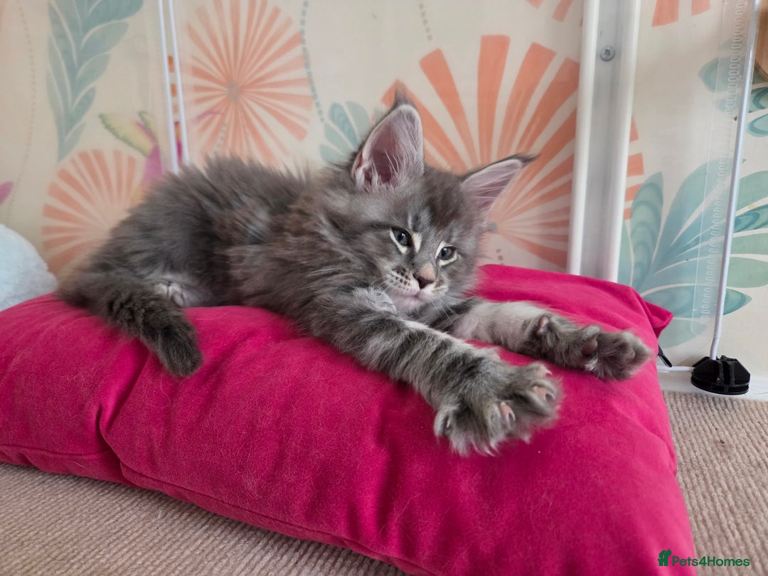 Maine Coon cats for sale: Stunning quality silver Tica Mainecoon kittens  - Advert 5