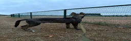 Belgian Shepherd Dog dogs for sale: Dutch Herder 5 months  in Slough - Advert 1